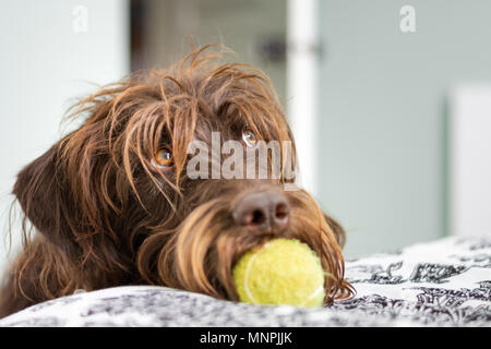 Shaggy, capelli lunghi cane con palla da tennis in bocca e lo sguardo in alto pleadingly Foto Stock