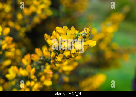 Primo piano di una bussola gorse ricoperto di fiori di colore giallo Foto Stock