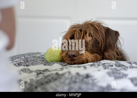 Peloso cane marrone con occhi color ambra si appoggia la sua testa sul letto accanto al suo favorito palla da tennis Foto Stock