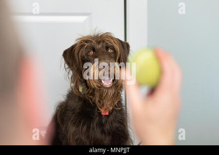 Grande cioccolato Labradoodle attende pazientemente per il suo proprietario attraverso la palla da tennis Foto Stock