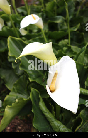 White Calla Lilies in crescita in un giardino Foto Stock