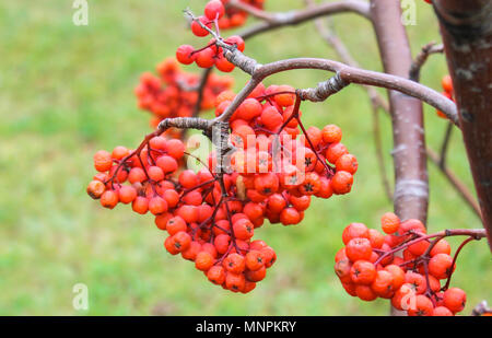 Rowan sui rami nel tardo autunno dopo la brina Foto Stock