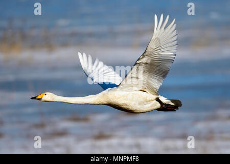 Whooper swan volo Foto Stock