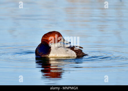 Moriglione Foto Stock