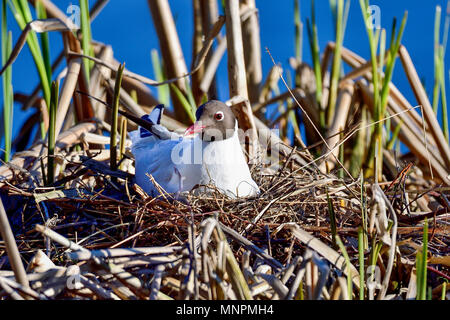 A testa nera Gull; questa stagione in attesa gioco ha iniziato Foto Stock