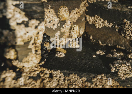 Cirripedi sulle pietre della spiaggia di Las Catedrales, Lugo, Spagna Foto Stock