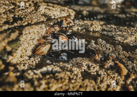 Cirripedi sulle pietre della spiaggia di Las Catedrales, Lugo, Spagna Foto Stock