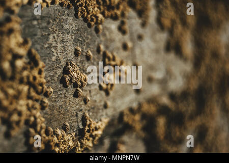 Cirripedi sulle pietre della spiaggia di Las Catedrales, Lugo, Spagna Foto Stock