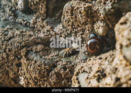Cirripedi sulle pietre della spiaggia di Las Catedrales, Lugo, Spagna Foto Stock