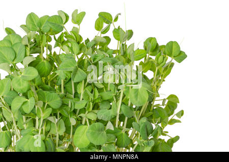 Snow pea microgreen su sfondo bianco. Germogli di Pisum sativum, chiamato anche taccole o zucchero piselli. Le piante giovani, piantine, i germogli e i cotiledoni Foto Stock