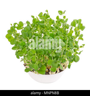 Neve microgreen pisello in bianco ciotola e potting compost da sopra. Germogli di Pisum sativum, taccole o zucchero piselli. Giovani piante e piante. Foto Stock
