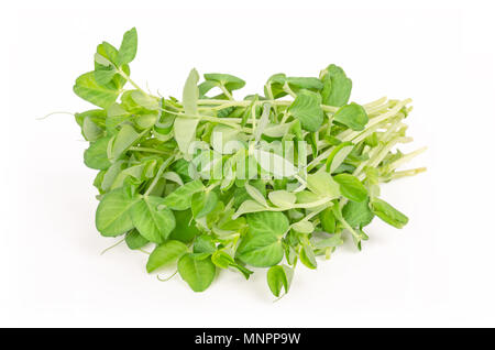 Mazzetto di neve microgreen pisello su sfondo bianco. Germogli di Pisum sativum, chiamato anche taccole o zucchero piselli. Le piante giovani, piantine e i germogli. Foto Stock