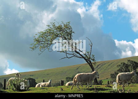 Spazzate dal vento piegato isolato & distorta albero sulla sommità del tetro Windy Hill nel Parco Nazionale di Brecon Beacons con pecore al pascolo nel vento South Wales UK Foto Stock