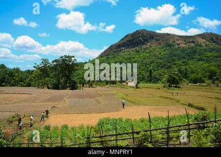 Il trekking attraversando il villaggio di campi - sulla strada per Kodachadri colline (Karnataka, India) Foto Stock