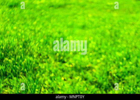 Abstract di sfondo fuori fuoco sfocato erba verde campo. Copia dello spazio. Foto Stock