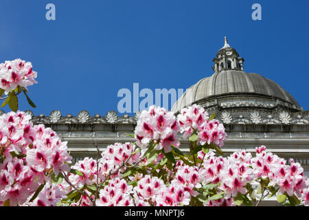 Colorate e luminose rododendri cornice il maestoso Washington State Capitol Building su una giornata di primavera in Olympia, Washington. Foto Stock