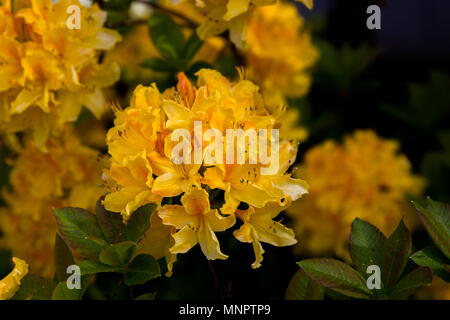 Luminose e belle fioriture di rododendro nella primavera del tempo intorno lo State Capitol Building in Olympia, Washington. Foto Stock