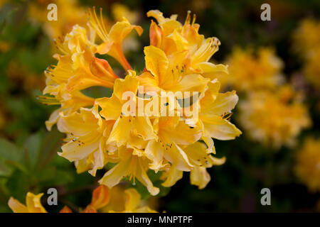 Luminose e belle fioriture di rododendro nella primavera del tempo intorno lo State Capitol Building in Olympia, Washington. Foto Stock