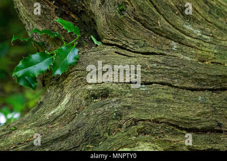 Ivy crescente da un decadimento ceppo di albero Foto Stock