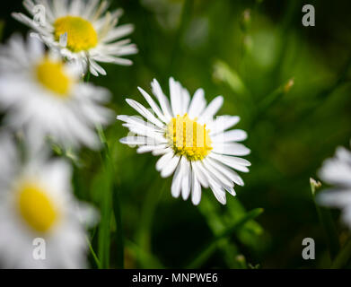 Primo piano di una bellis perennis noto anche come comuni daisy, prato daisy o inglese daisy Foto Stock