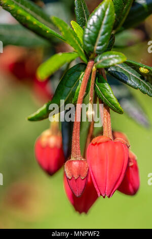 Il rosso (crimson) colorato di depressione fiori di un Crinodendron hookerianum, noto anche come lanterna cileno Tree, un arbusto sempreverde/ piccolo albero, REGNO UNITO Foto Stock