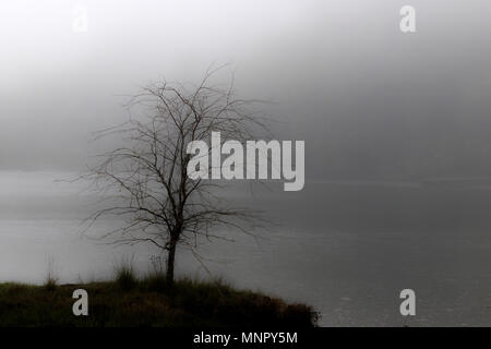 White foggy delta albero solitario su un isola su acqua in inverno Foto Stock