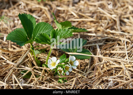 Una boccola di fioritura di fragole su un letto di paglia. Foto Stock