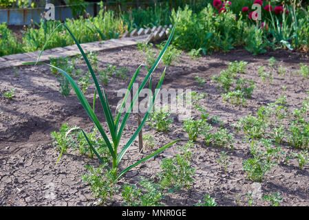 Insalata cresce in suolo asciutto su un orto giardino con fiori. Foto Stock