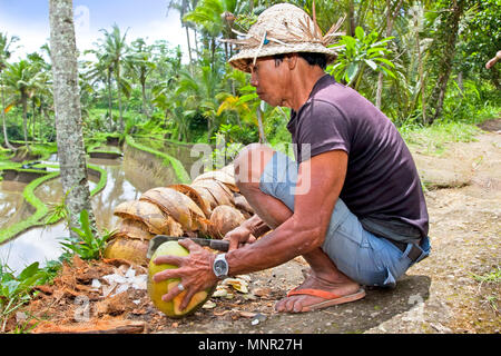 BALI, INDONESIA-gennaio 20: l uomo è l'apertura verde tropicale Coconut per bere il 20 gennaio. 2012 a Bali, Indonesia. Acqua di cocco è la migliore soluzione Foto Stock