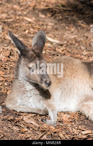 Grigio occidentale Canguro dormire al sole presso lo Zoo di Perth, South Perth, Western Australia Foto Stock