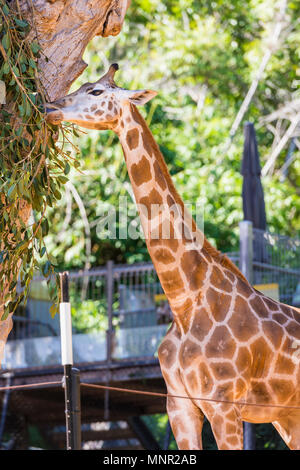 Lo Zoo di Perth baby giraffe calf denominato Kamil, lo Zoo di Perth, South Perth, Western Australia Foto Stock