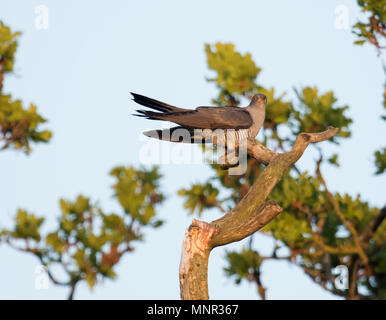 Untampone maschio (cuculo Cuculus canorus) arroccato nella struttura ad albero di sunrise, Oxfordshire Foto Stock