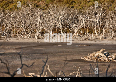 Gli alberi morti in terra di palude, il lago di Warden, Esperance Australia Occidentale Foto Stock