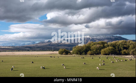 Idilliaco paesaggio di Patagonia con agnelli. Trevelin-Esquel nel nord-ovest della provincia di Chubut in Patagonia Argentina Foto Stock