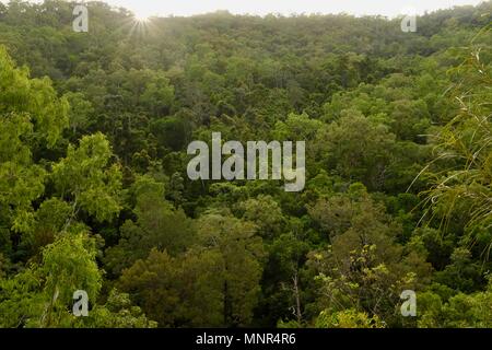 Sole sorge sulla sommità di un'antica foresta, Jourama cade, Bruce Hwy, Yuruga QLD, Australia Foto Stock