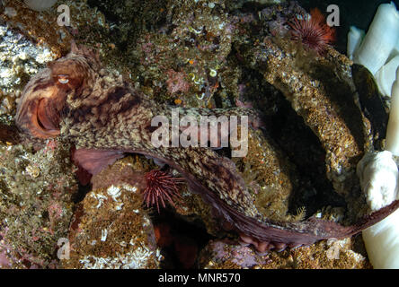 Pacifico gigante Octopus, Enteroctopus dofleini Foto Stock