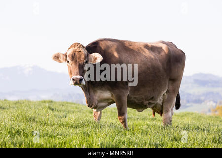 Una gran bella mucca più vecchi della razza bruna svizzera bovini sorge su una mattina di primavera in un prato nelle colline della Svizzera Foto Stock