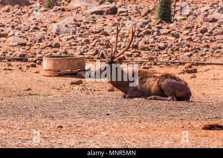 Un Sambar Deer dipinta con fango e poggiante sul campo nella giornata di sole nel giardino zoologico. Foto Stock