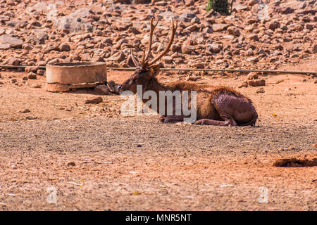 Un Sambar Deer dipinta con fango e poggiante sul campo nella giornata di sole nel giardino zoologico. Foto Stock