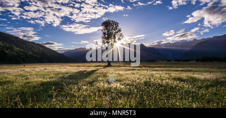 Il sole dietro ad un albero in un campo guardando verso le montagne di South Island, in Nuova Zelanda Foto Stock