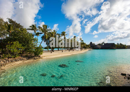 Bellissima spiaggia con palme da cocco sulla isola di Bora Bora in Polinesia francese Foto Stock