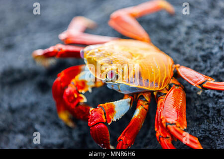 Sally lightfoot crab su un nero di roccia lavica Foto Stock