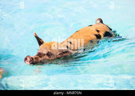 Il maiale a nuotare in un'acqua vicino all isola di Exuma Bahamas Foto Stock