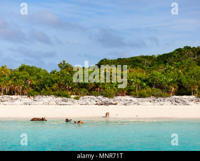 Nuoto suini delle Bahamas nelle isole fuori del Exuma Foto Stock