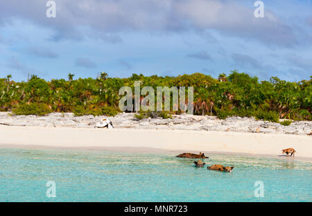 Spiaggia tropicale con piscina suini delle Bahamas nelle isole fuori del Exumas Foto Stock