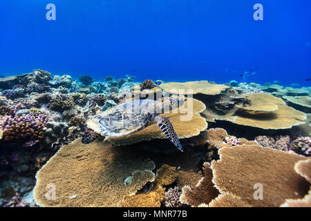 Tartaruga embricata nuoto sott'acqua tra la scogliera di corallo Foto Stock