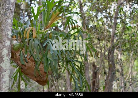 La Staghorn Felce Platycerium bifurcatum un epifite, Rollingstone QLD, Australia Foto Stock