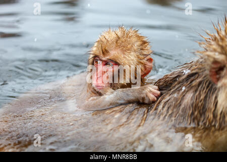 Baby snow scimmia macaco giapponese giocando con neve a onsen hot springs di Nagano, Giappone Foto Stock