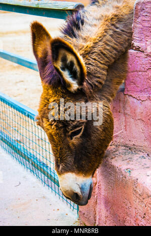 Un ritratto di asino in una fattoria in Grecia Foto Stock