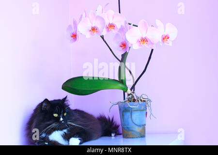 Gatto e orchidee rosa su sfondo. Il Pet come dettaglio dell'interno. Nero animale domestico. Fioritura decorativa orchid Foto Stock